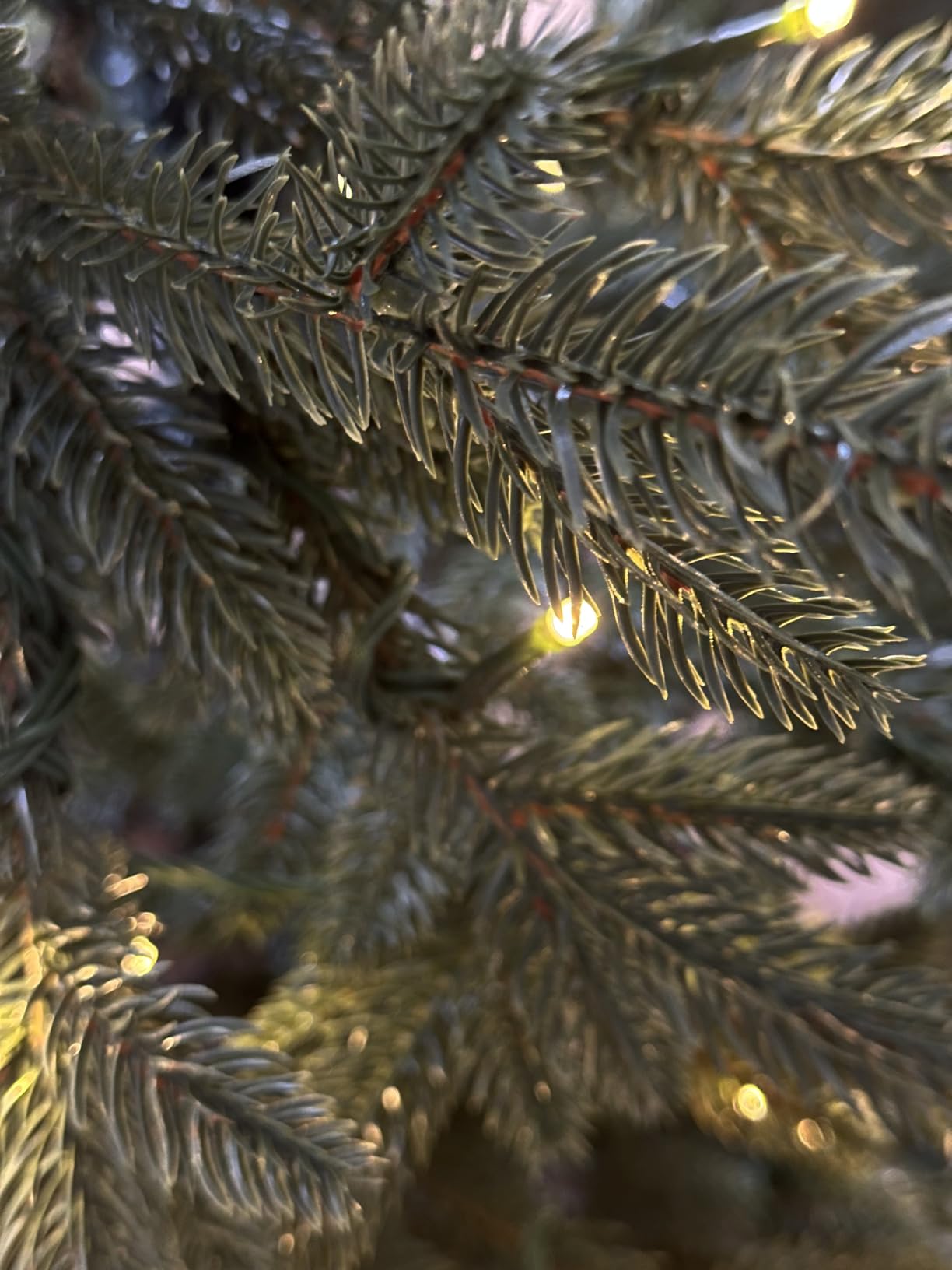 Schöner Baum
