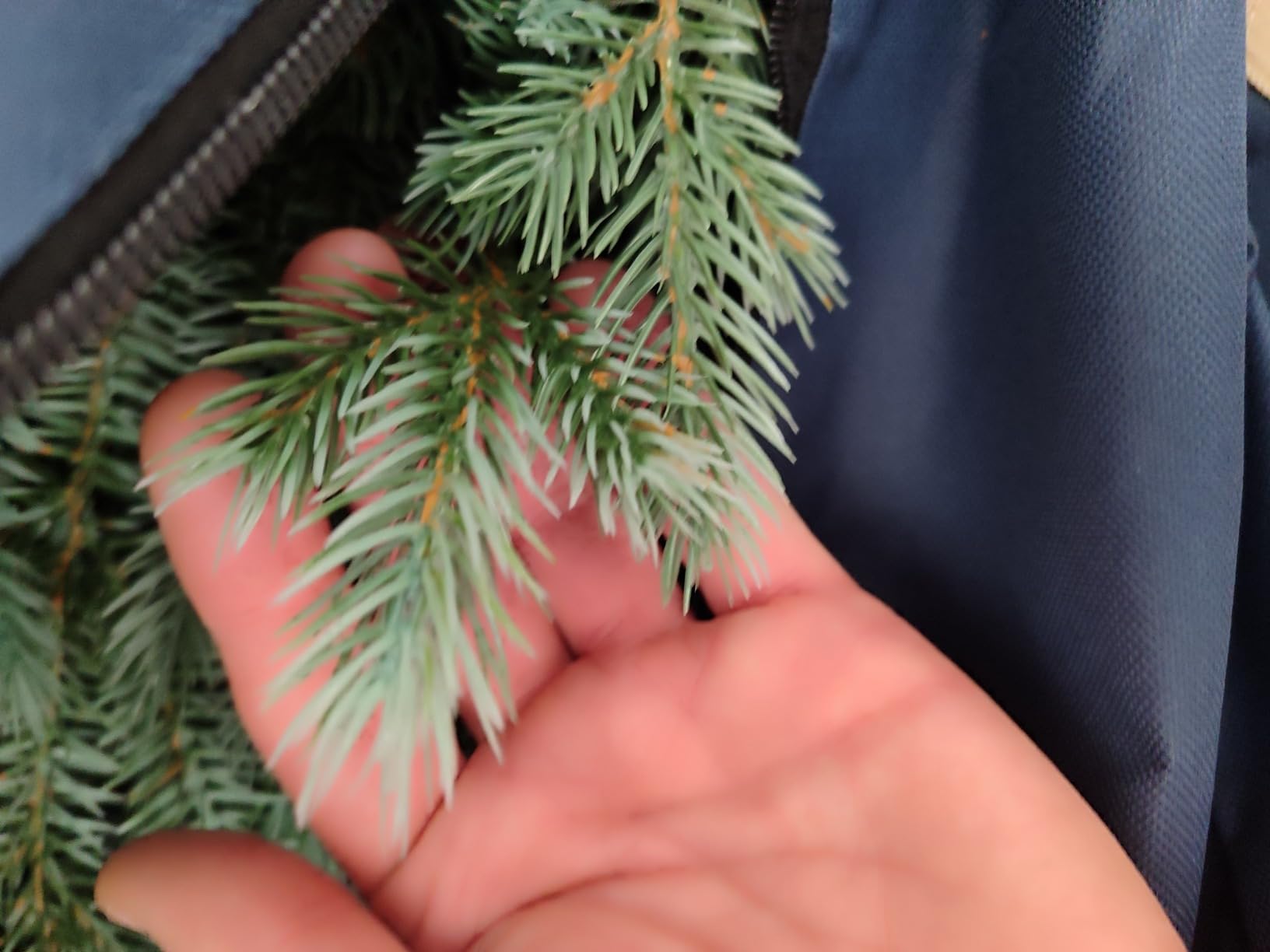 Toller Baum
